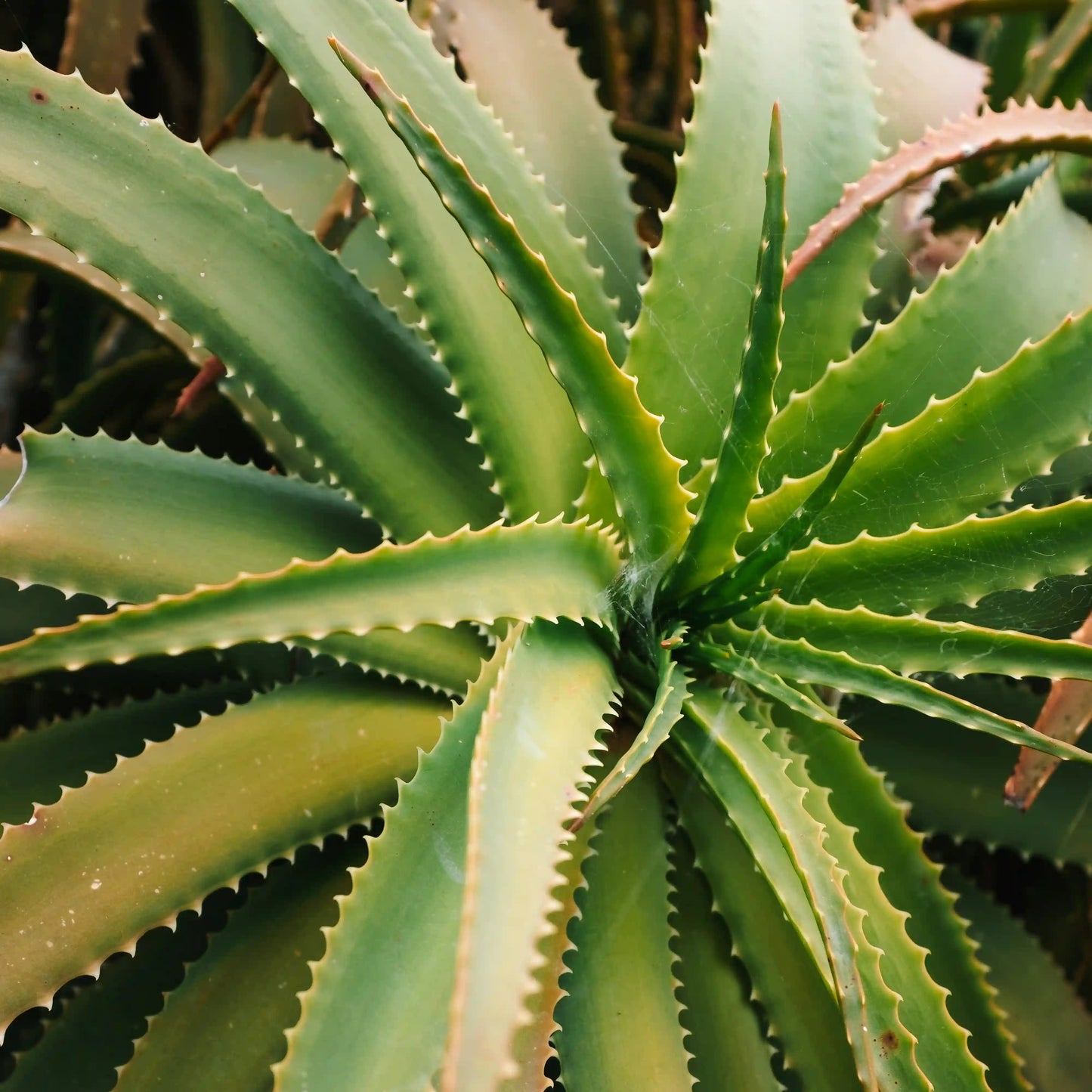 Aloe Vera Seife "Ella Vera"