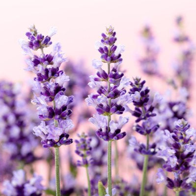 Lavendelseife "Lavandula"