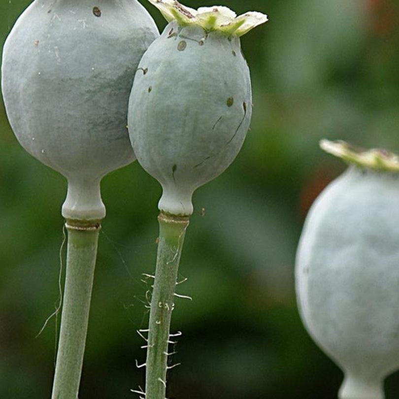 verblühte Mohnkapselfrucht