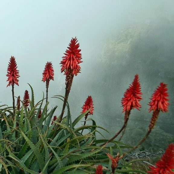 Blühende Aloe Vera Pflanze