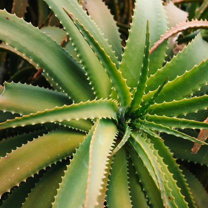 Aloe Vera Seife "Ella Vera"