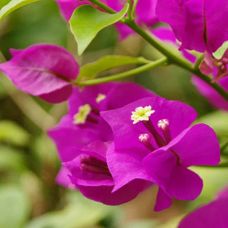Buttermilchseife "Flor"