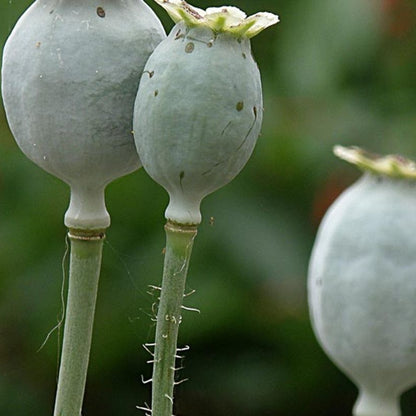 verblühte Mohnkapselfrucht