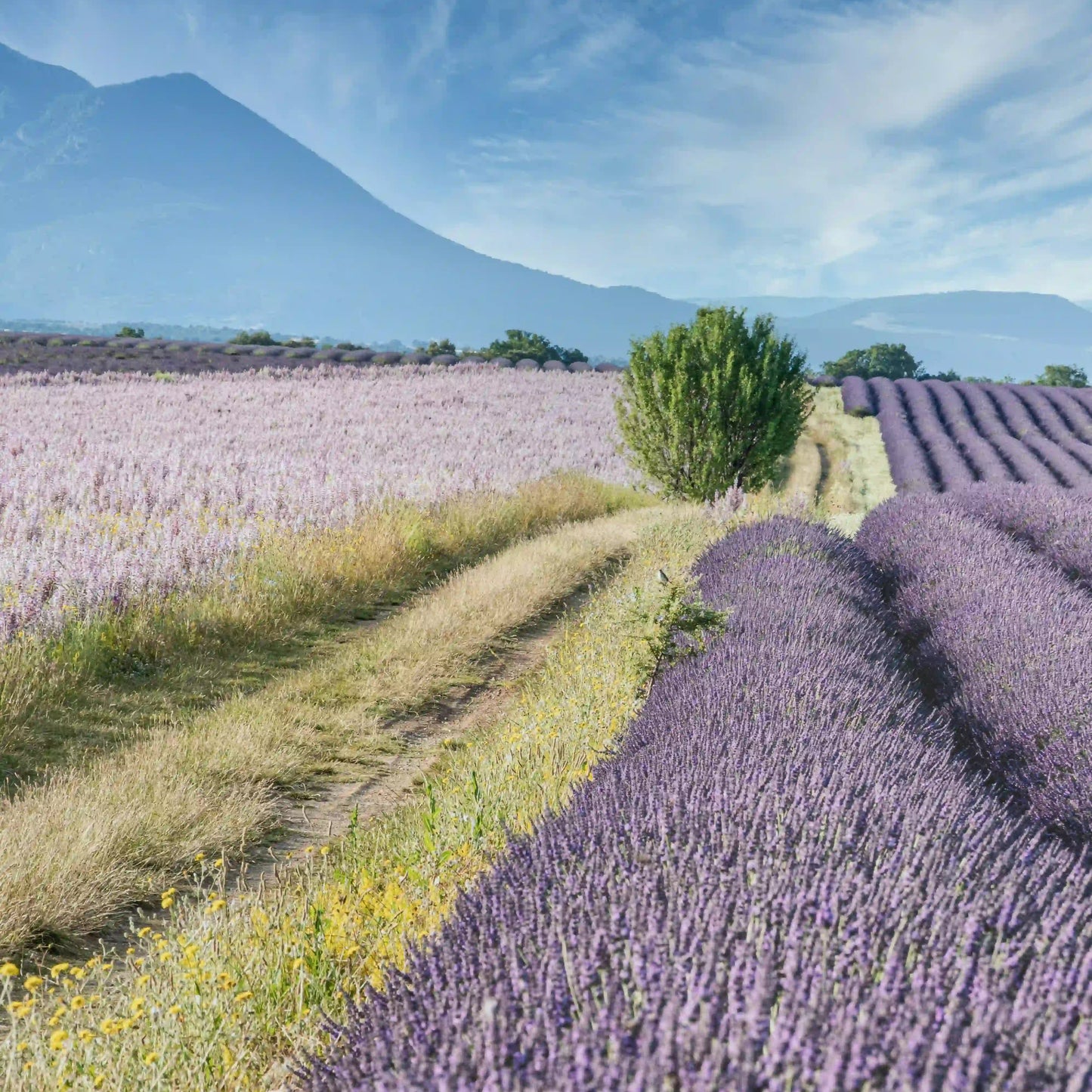 Lavendelseife "Lavandula"