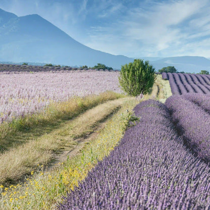 Lavendelseife "Lavandula"