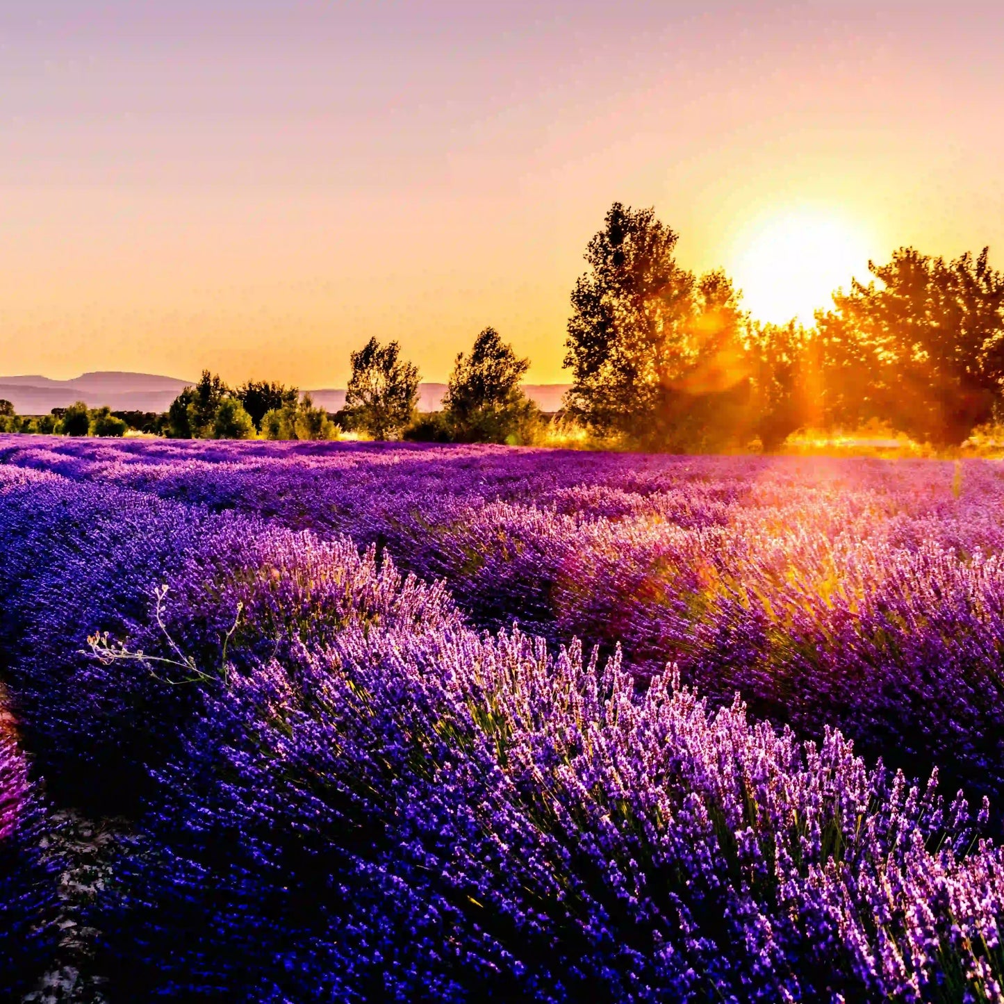 Lavendelseife "Lavandula"